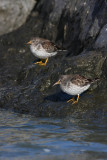 Purple Sandpipers