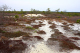 Broom Crowberry- Corema conradii