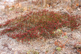 Corema conradii- (Broom Crowberry)