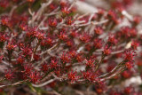 Broom Crowberry- Corema conradii