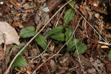 Cranefly Orchid-Tipularia discolor