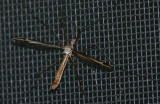 Cranefly