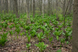 Skunk Cabbage (Symplocarpus foetidus)