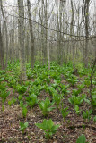 Skunk Cabbage (Symplocarpus foetidus)