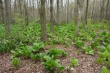 Skunk Cabbage (Symplocarpus foetidus)