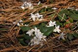 Trailing Arbutus (Epigaea repens)