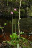 Helonias bullata- (Swamp Pink)