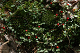 Partridgeberry (Mitchella repens)