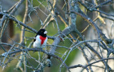 Rose-breasted Grosbeak