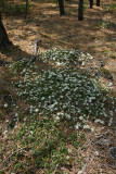 Sand Myrtle (Leiophyllum (Kalmia) buxifolium)