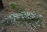 Sand Myrtle (Leiophyllum (Kalmia) buxifolium)