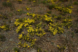 Pine Barrens Heather (Hudsonia ericoides)