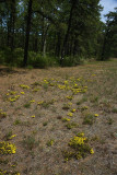 Pine Barrens Heather (Hudsonia ericoides)