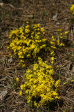 Pine Barrens Heather (Hudsonia ericoides)