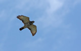 Broad-winged Hawk!