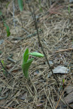 Pink Ladies Slipper (Cypripedium acaule)