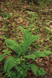 Wild Comfrey (Cynoglossum virginianum var. virginianum)