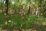 Pink Ladys Slipper (Cypripedium acaule)