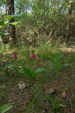 Pink Ladys Slippers (Cypripedium acaule)