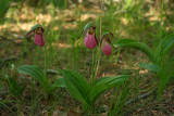 Pink Ladys Slippers (Cypripedium acaule)