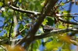 Common Nighthawk