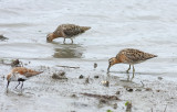 Short-billed Dowitchers