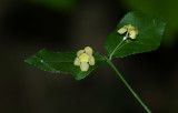 Strawberry Bush (Euonymus americanus)