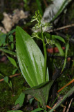 Fen Orchis or Loesels Twayblade (Liparis loeselii)