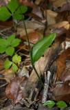 Southern Adders Tongue Fern (Ophioglossum vulgatum)