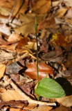 Adders Tongue Fern