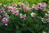 Goats Rue (Tephrosia virginiana)