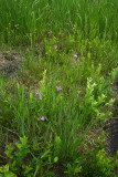 Grass Pink Orchids (Calopogon tuberosus)