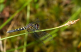 IMG_5854.jpg