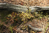 Round-leaved Sundews (Drosera rotundifolia)