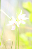 Rose Pogonia Orchids (Pogonia ophioglossoides)