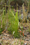 Curly Grass Ferns (Schizaea pusilla)