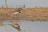 Killdeer