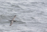 Northern Fulmar