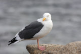 Western Gull