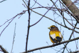 Evening Grosbeak