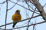 Evening Grosbeak