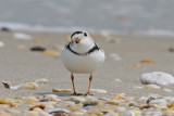 Piping Plover