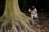 Rainforest roots