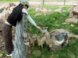 Eve Found Some Stuff That Ma Ma Goat Really Liked..!!
