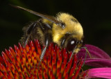 Bee at Dinner