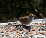 Common Redpoll