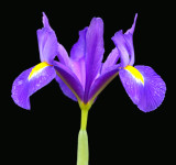 Dutch Iris