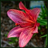 Lily Backlit