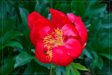 Peony from the Henry Clay Estate
