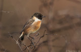 Tarier patre-Stonechat_0683